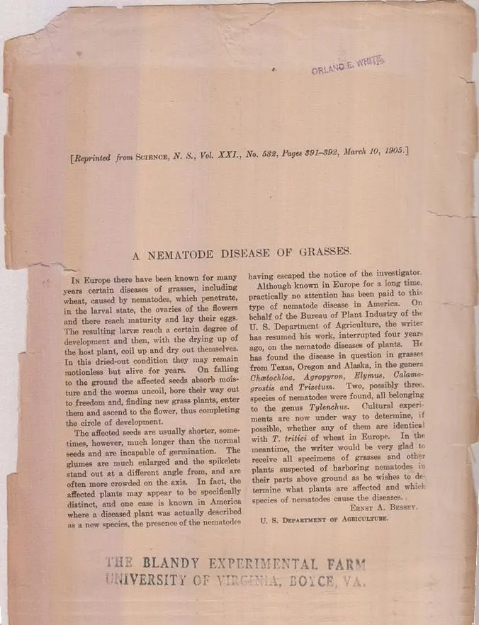 A Nematode Disease Of Grasses  By Bessey, Ernst A 1