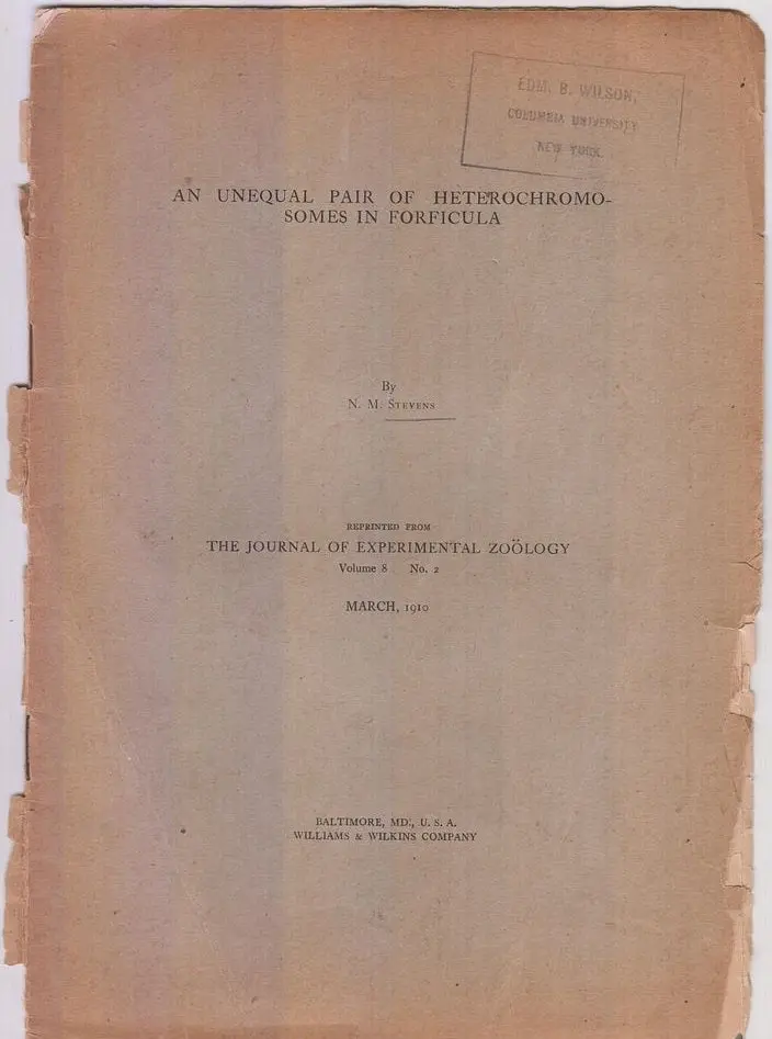An Unequal Pair Of Heterochromosomes In Forficula  By Stevens, N.M. 1