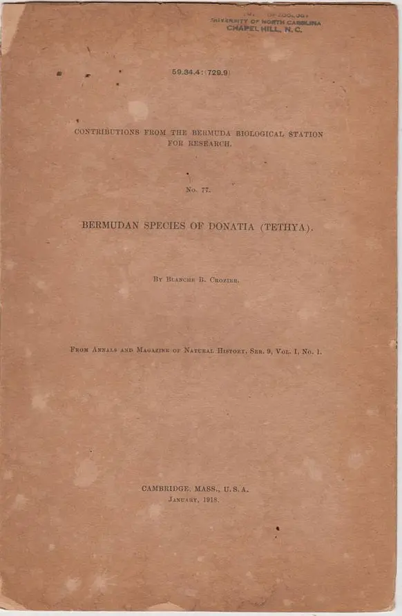 Bermudan Species Of Donatia (Tethya) 1