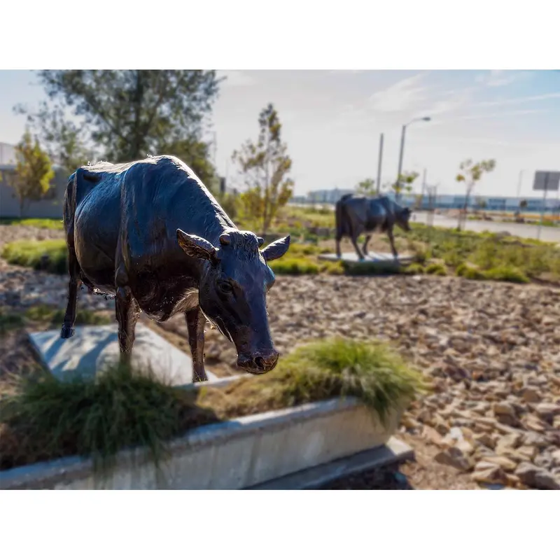 Bronze Holstein Cow Statue Drinking 1
