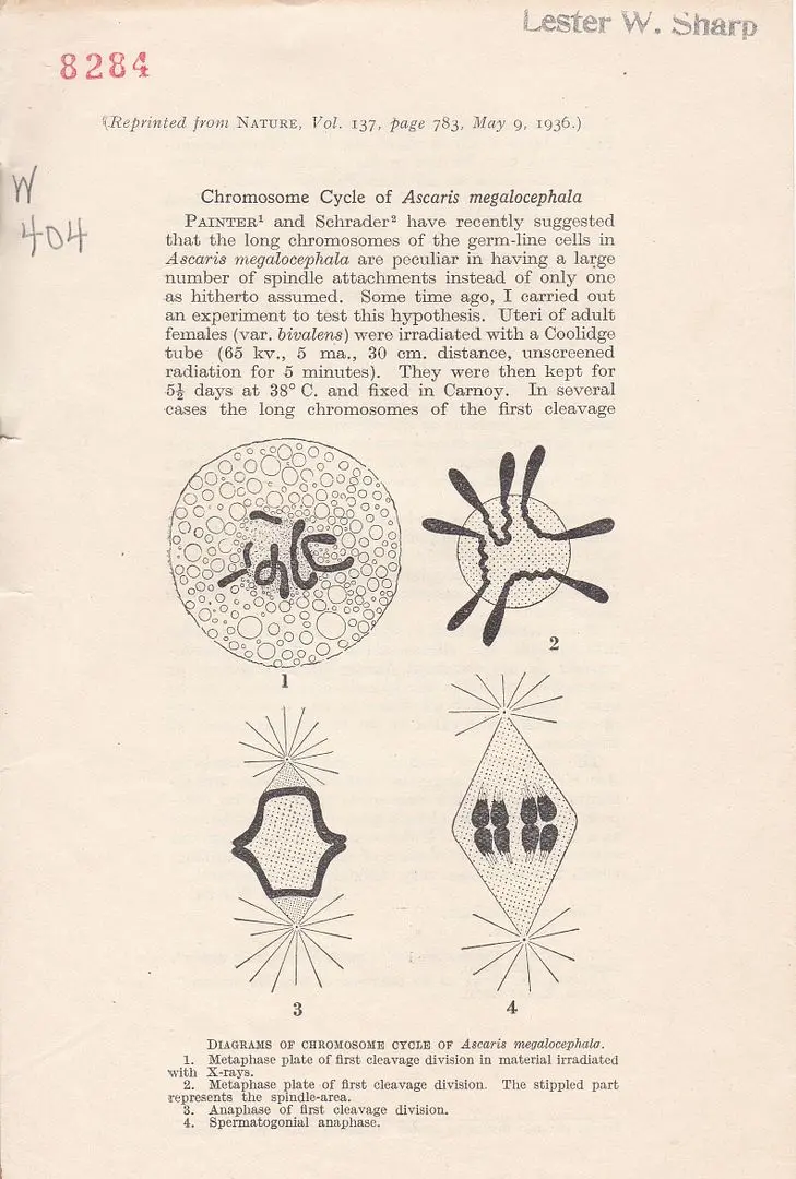 Chromosome Cycle Of Ascaris Megalocephala 1