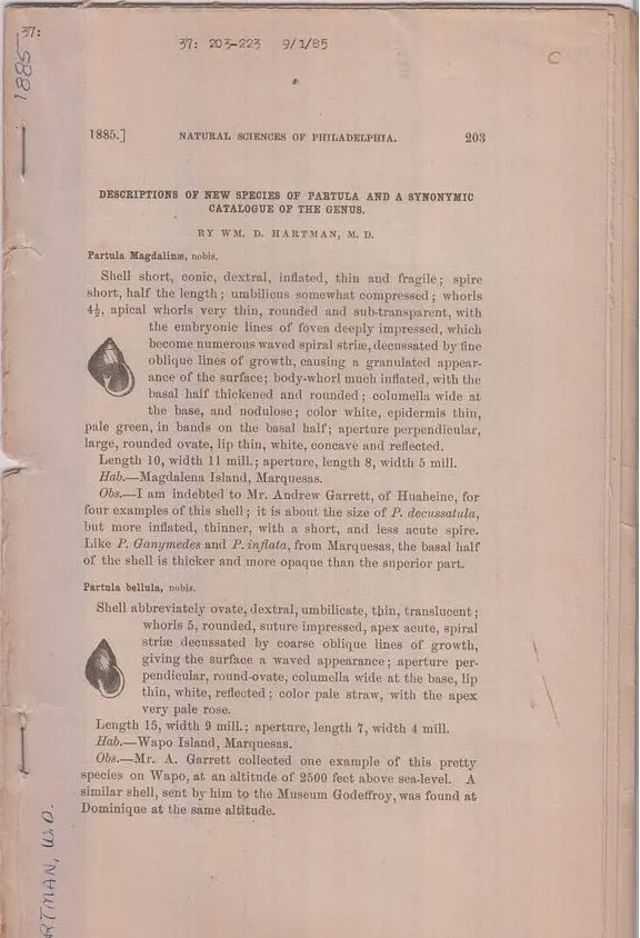 Descriptions Of New Species Of Partula And A Synonymic Catalogue Of The Genus  By Hartman, Wm. D. 1