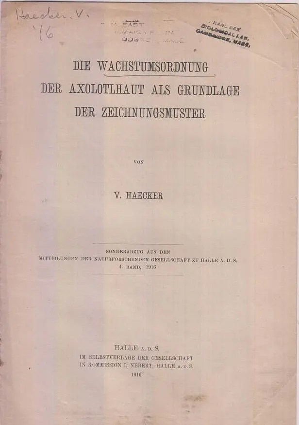 Die Wachstrumsordnung Der Axolotlhaut Aals Grundlage Der Zeichnungsmuster  By Haecker, V. 1