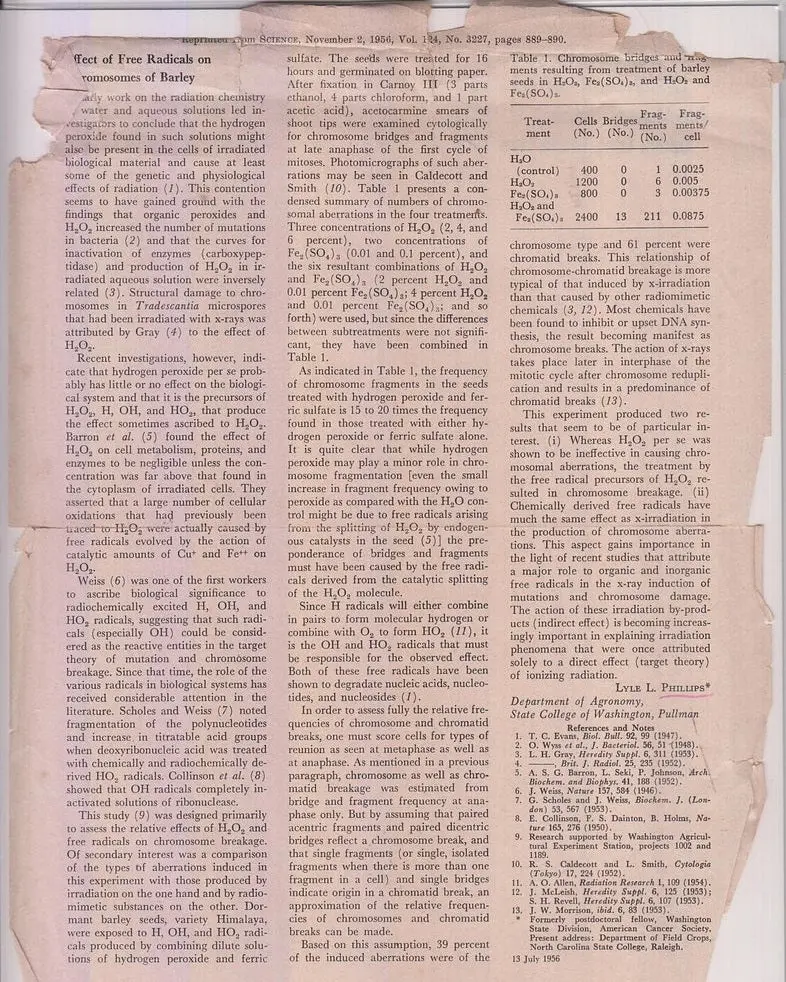 Effect Of Free Radicals On Chromosomes Of Barley  By Phillips, Lyle L. 1