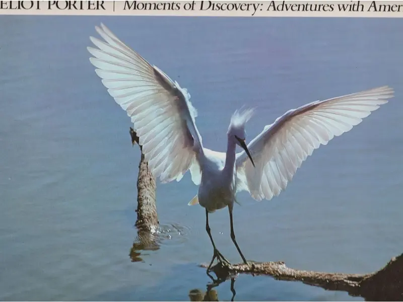 Eliot Porter Moments Of Discovery: Adventures With American Birds 1