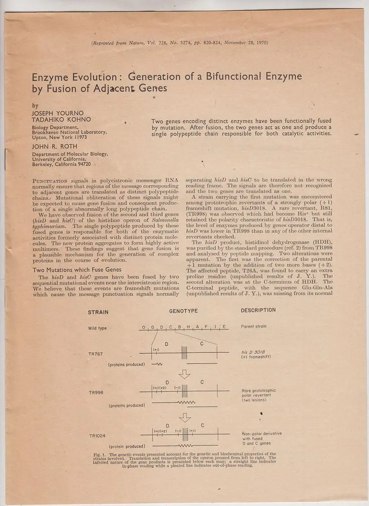 Enzyme Evolution: Generation Of A Bifunctional Enzyme By Fusion Of Adjacent Genes 1