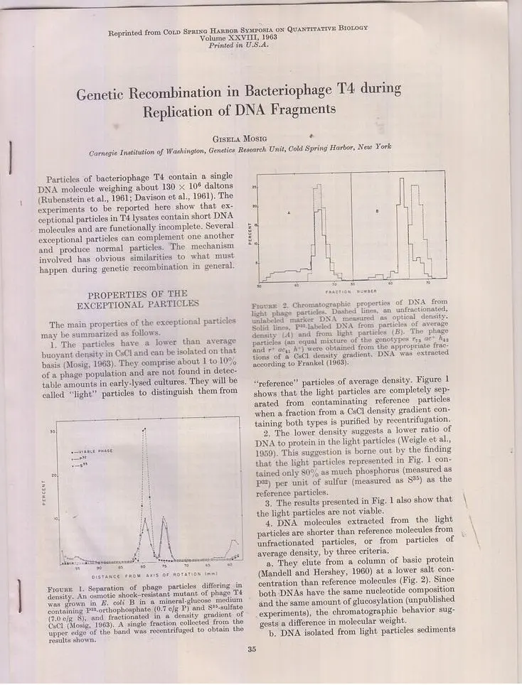 Genetic Recombination In Bacteriphage T4 During Replicaiton Of Dna Fragments  By Mosig, Gisela 1