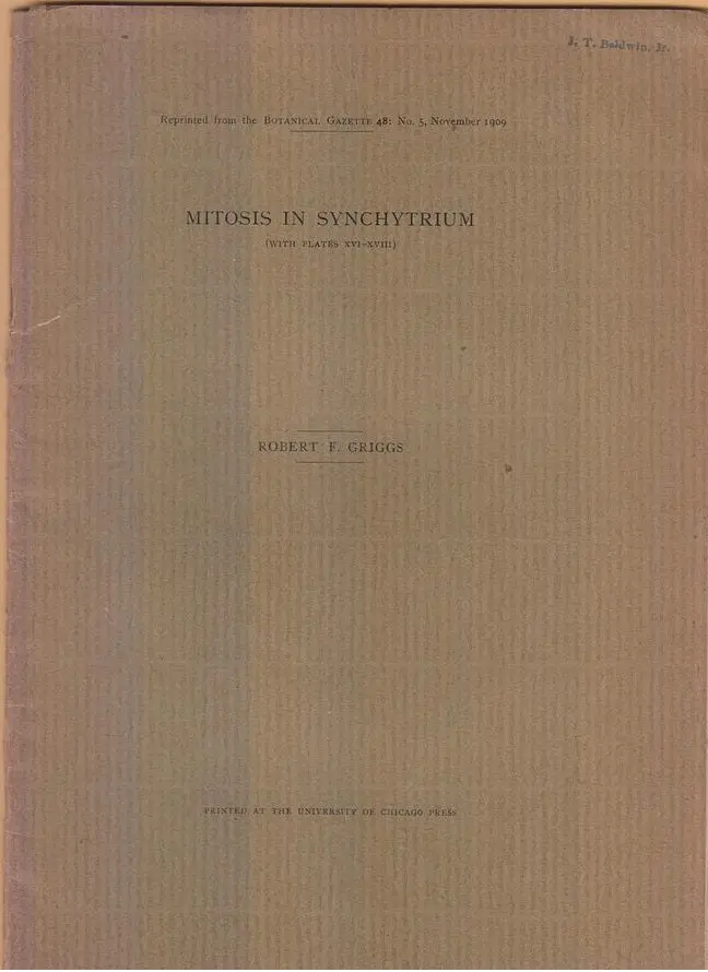 Mitosis In Synchytrium  By Griggs, Robert F. 1
