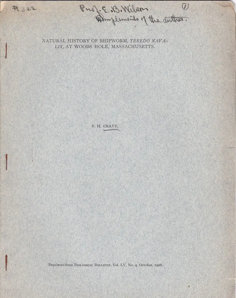 Natural History Of Shipworm, Teredo Nav Alis, At Woods Hole, Massachusetts 1
