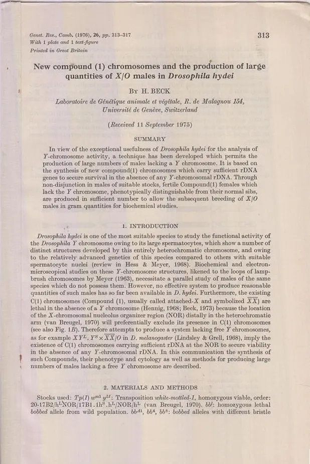 New Compound (1) Chromosomes And The Production Of Large Quantities Of X/O Males In Drosophila Hydei  By Beck, H. 1