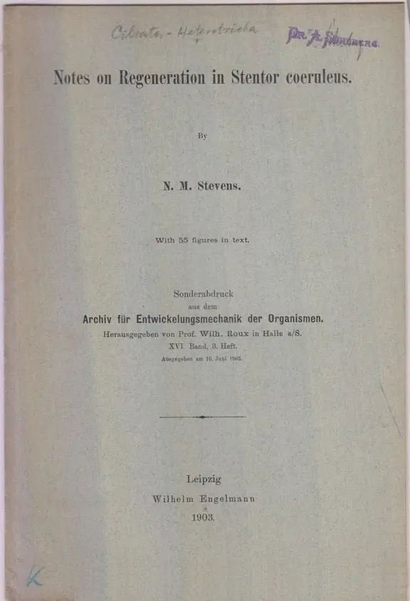 Notes On Regeneration In Stentor Coeruleus  By Stevens, N.M. 1