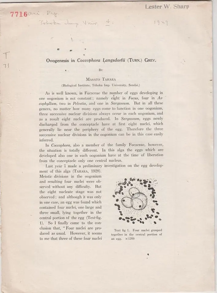 Ovogenesis In Coccophora Langsdorfii (Turn.) Grev. 1