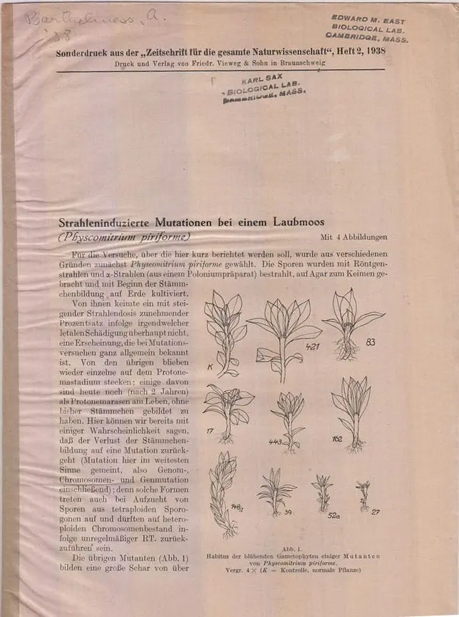 Strahleninduzierte, Mutationen Bei Einem Laubmoos (Physcomitrium Piriforme) By Barthelmess, A. 1