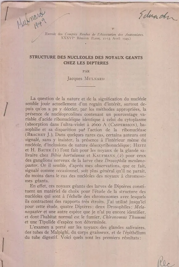 Structure Des Nucleoles Des Noyaux Geants Chez Les Dipteres  By Mulnard, Jacques 1