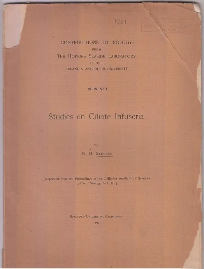 Studies On Ciliate Infusoria  By Stevens, N.M. 1