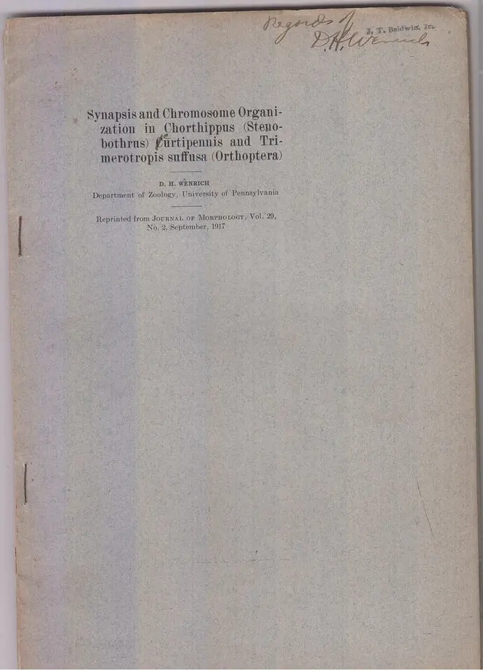 Synapsis And Chromosome Organization In Chrothippus (Stnobothrus) Curtipennis And Trimerotropis Suffusa (Orthoptera)  By Wenrich, D.H. 1