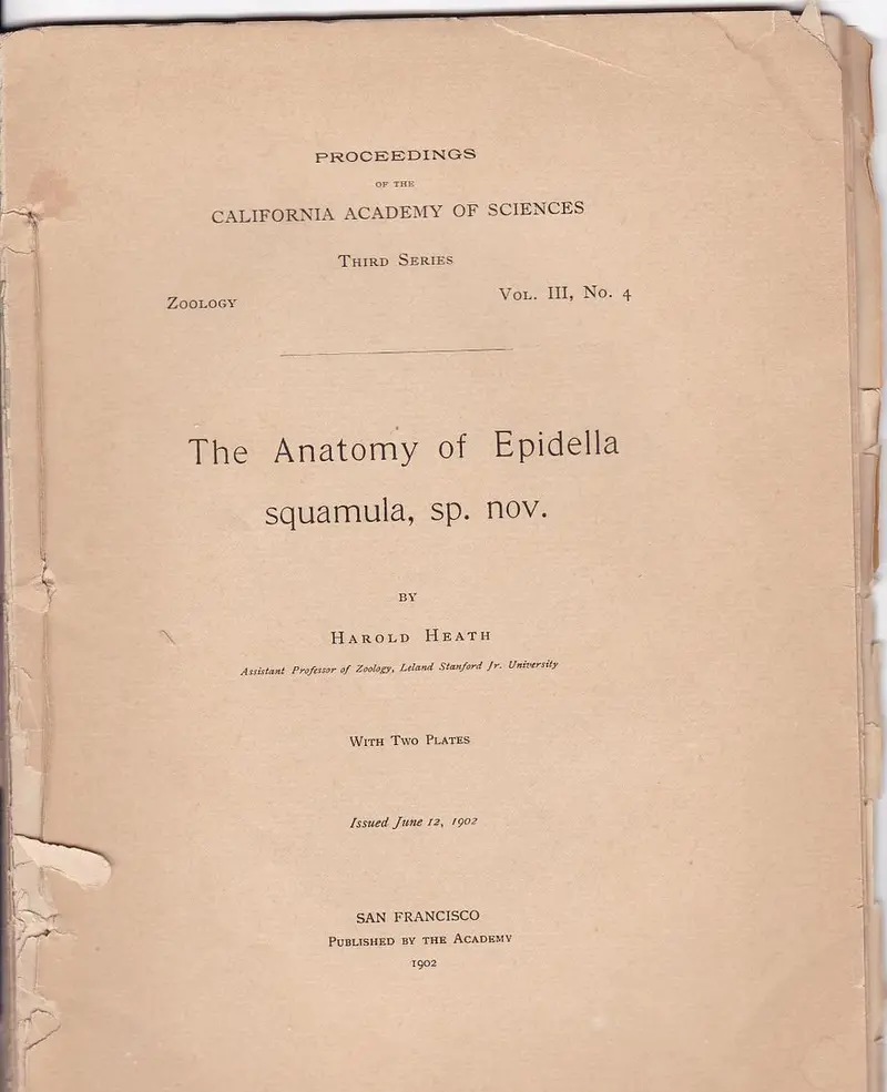 The Anatomy Of Epidella Squamula, Sp. Nov. 1