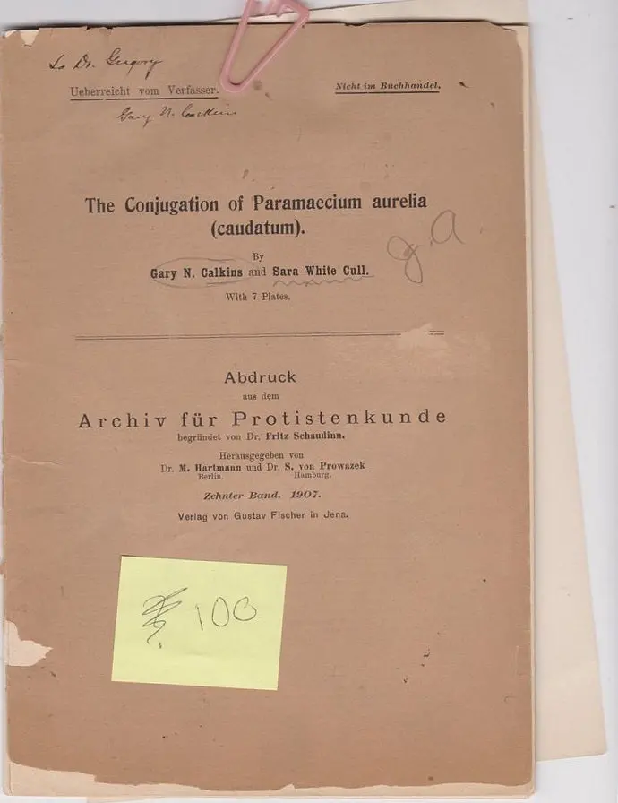 The Conjugation Of Paramaecium Aurelia (Caudatum) 1