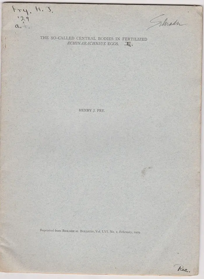 The So-Called Central Bodies In Fertilized Echinarachnius Eggs 1
