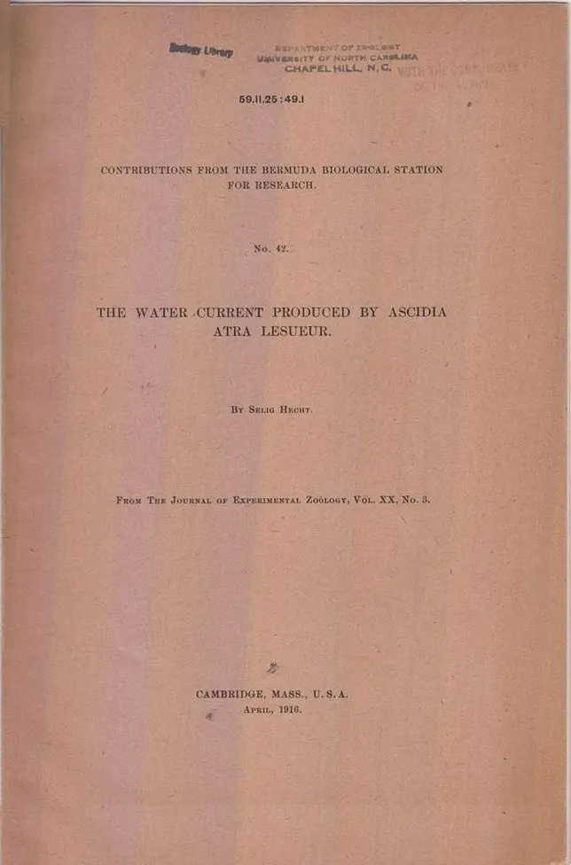 The Water Current Produced By Ascidia Atra Lesueur  By Hecht, Selig 1