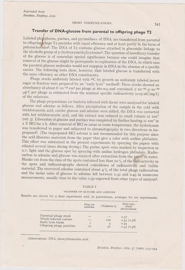 Transfer Of Dna-Glucose From Parental To Offpsring Phage T2 1