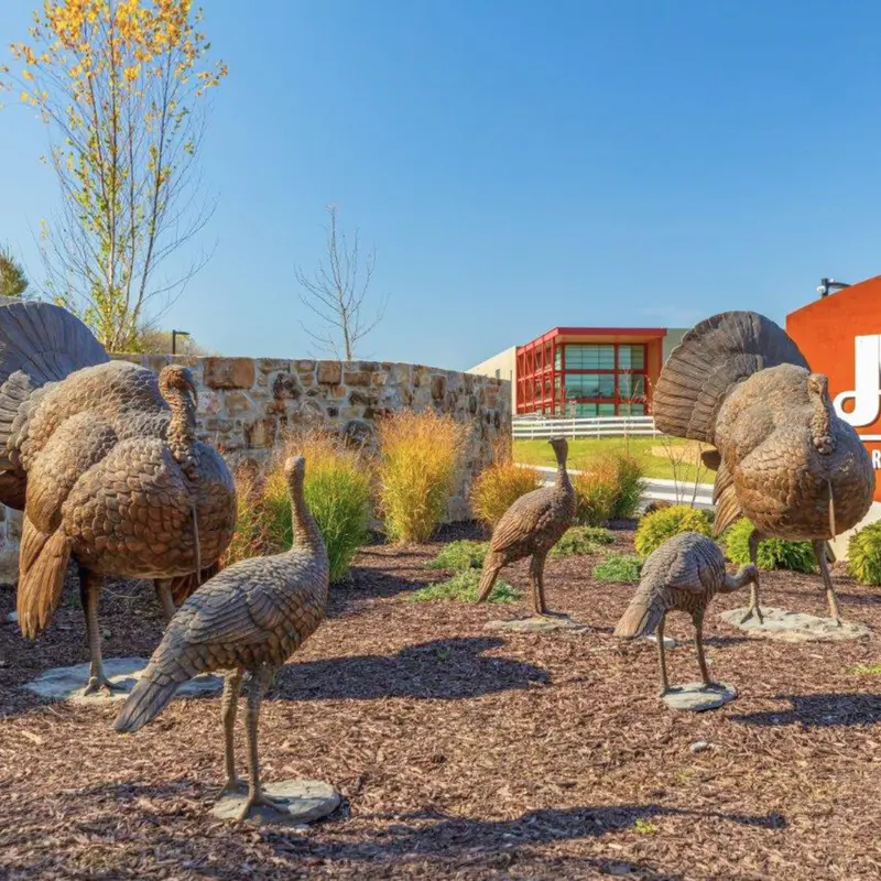 Turkeys And Hens - Five Set 1