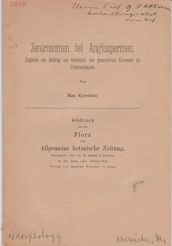 Zentrosomen Bei Angiospermen 1